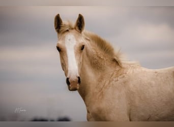 Lusitanien, Étalon, 1 Année, 165 cm, Palomino