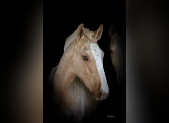 Lusitanien, Étalon, 1 Année, 165 cm, Palomino