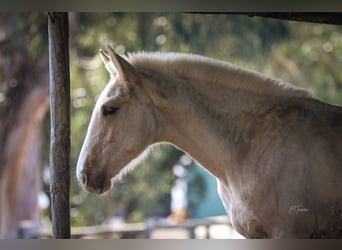 Lusitanien, Étalon, 1 Année, 165 cm, Palomino