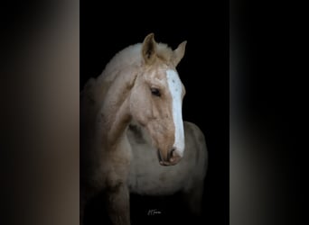 Lusitanien, Étalon, 1 Année, 165 cm, Palomino