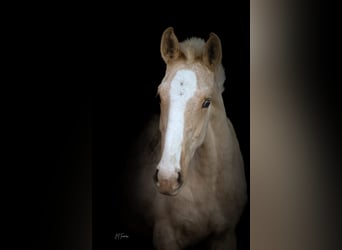 Lusitanien, Étalon, 1 Année, 165 cm, Palomino