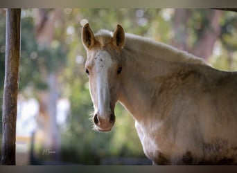 Lusitanien, Étalon, 1 Année, 165 cm, Palomino