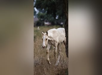 Lusitanien, Étalon, 1 Année, 165 cm, Palomino