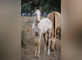 Lusitanien, Étalon, 1 Année, 165 cm, Palomino