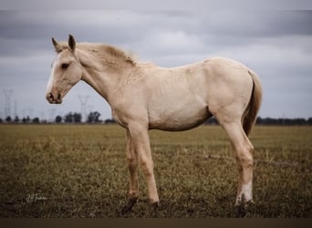 Lusitanien, Étalon, 1 Année, 165 cm, Palomino