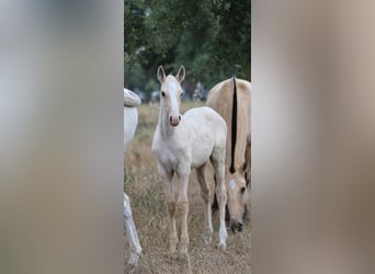 Lusitanien, Étalon, 1 Année, 165 cm, Palomino