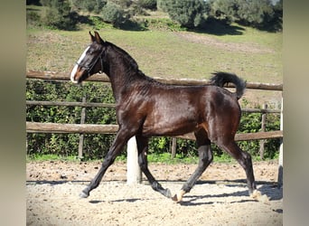 Lusitanien, Étalon, 1 Année, 167 cm, Bai brun