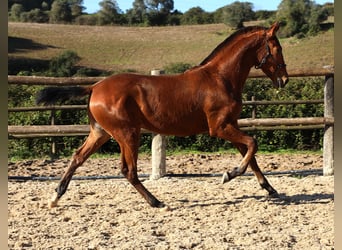 Lusitanien, Étalon, 1 Année, 170 cm, Bai