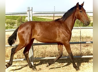 Lusitanien, Étalon, 1 Année, 170 cm, Isabelle