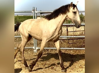 Lusitanien, Étalon, 1 Année, 170 cm, Isabelle