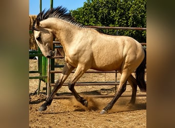 Lusitanien, Étalon, 1 Année, 170 cm, Isabelle