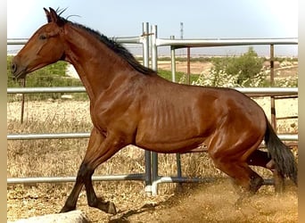 Lusitanien, Étalon, 1 Année, 170 cm, Isabelle