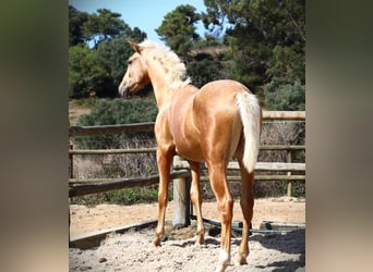 Lusitanien, Étalon, 1 Année, 170 cm, Palomino