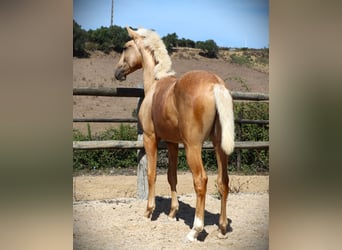 Lusitanien, Étalon, 1 Année, 170 cm, Palomino