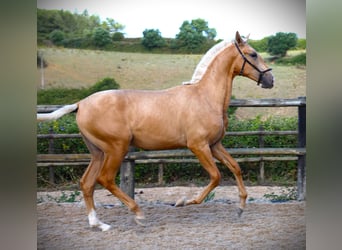 Lusitanien, Étalon, 1 Année, 170 cm, Palomino