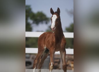 Lusitanien Croisé, Étalon, 1 Année, Bai cerise