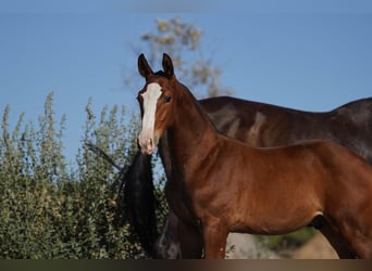 Lusitanien Croisé, Étalon, 1 Année, Bai cerise