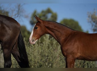 Lusitanien Croisé, Étalon, 1 Année, Bai cerise