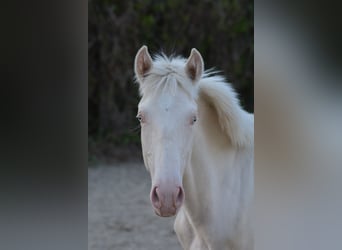 Lusitanien Croisé, Étalon, 1 Année, Cremello