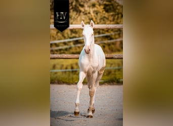 Lusitanien, Étalon, 1 Année, Cremello