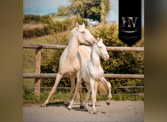 Lusitanien, Étalon, 1 Année, Cremello