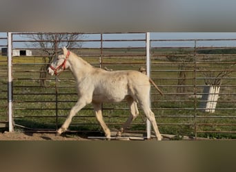 Lusitanien, Étalon, 1 Année, Cremello