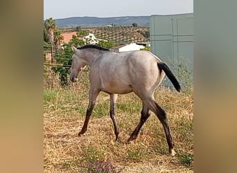 Lusitanien, Étalon, 1 Année, Gris