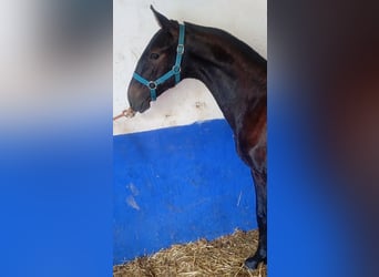 Lusitanien, Étalon, 1 Année, Gris