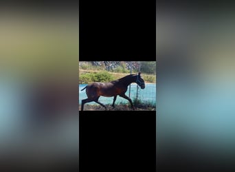 Lusitanien, Étalon, 1 Année, Gris