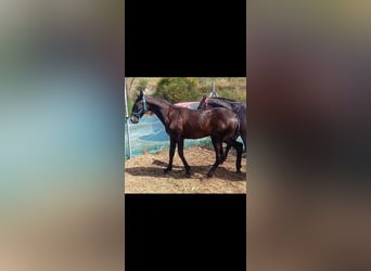 Lusitanien, Étalon, 1 Année, Gris