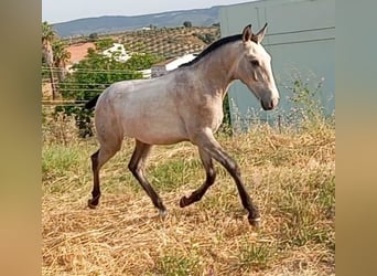 Lusitanien, Étalon, 1 Année, Gris