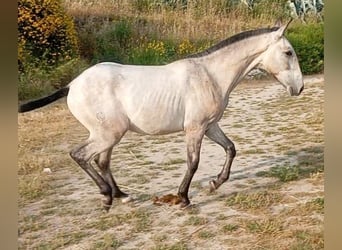 Lusitanien, Étalon, 1 Année, Gris