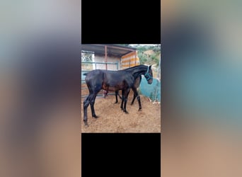 Lusitanien, Étalon, 1 Année, Gris