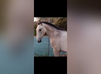 Lusitanien, Étalon, 1 Année, Gris