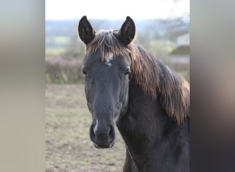 Lusitanien, Étalon, 1 Année, Léopard