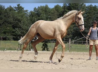 Lusitanien, Étalon, 1 Année, Palomino