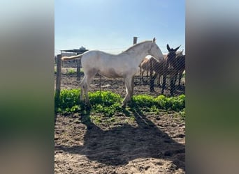 Lusitanien, Étalon, 2 Ans, 150 cm, Blanc