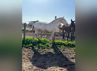 Lusitanien, Étalon, 2 Ans, 150 cm, Blanc