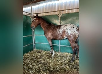 Lusitanien Croisé, Étalon, 2 Ans, 150 cm, Pinto