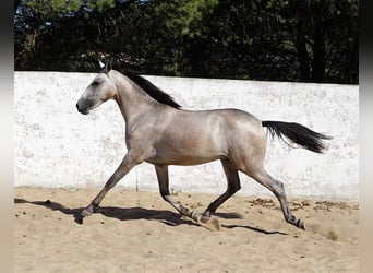 Lusitanien, Étalon, 2 Ans, 155 cm, Rouan bleu