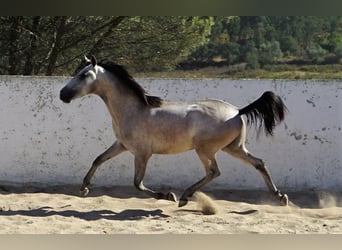 Lusitanien, Étalon, 2 Ans, 155 cm, Rouan bleu