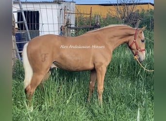 Lusitanien, Étalon, 2 Ans, 156 cm, Palomino
