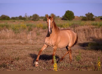 Lusitanien, Étalon, 2 Ans, 157 cm, Alezan dun