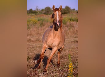 Lusitanien, Étalon, 2 Ans, 157 cm, Alezan dun