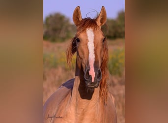 Lusitanien, Étalon, 2 Ans, 157 cm, Alezan dun