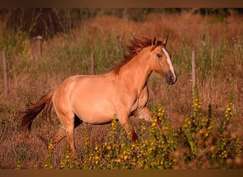 Lusitanien, Étalon, 2 Ans, 157 cm, Alezan dun