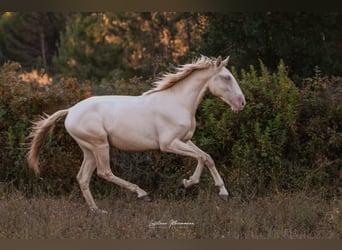 Lusitanien, Étalon, 2 Ans, 158 cm, Perlino