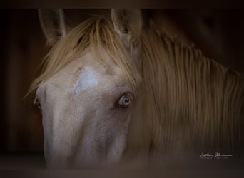 Lusitanien, Étalon, 2 Ans, 158 cm, Perlino