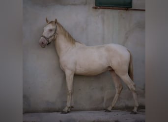 Lusitanien, Étalon, 2 Ans, 158 cm, Perlino