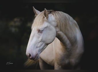 Lusitanien, Étalon, 2 Ans, 158 cm, Perlino